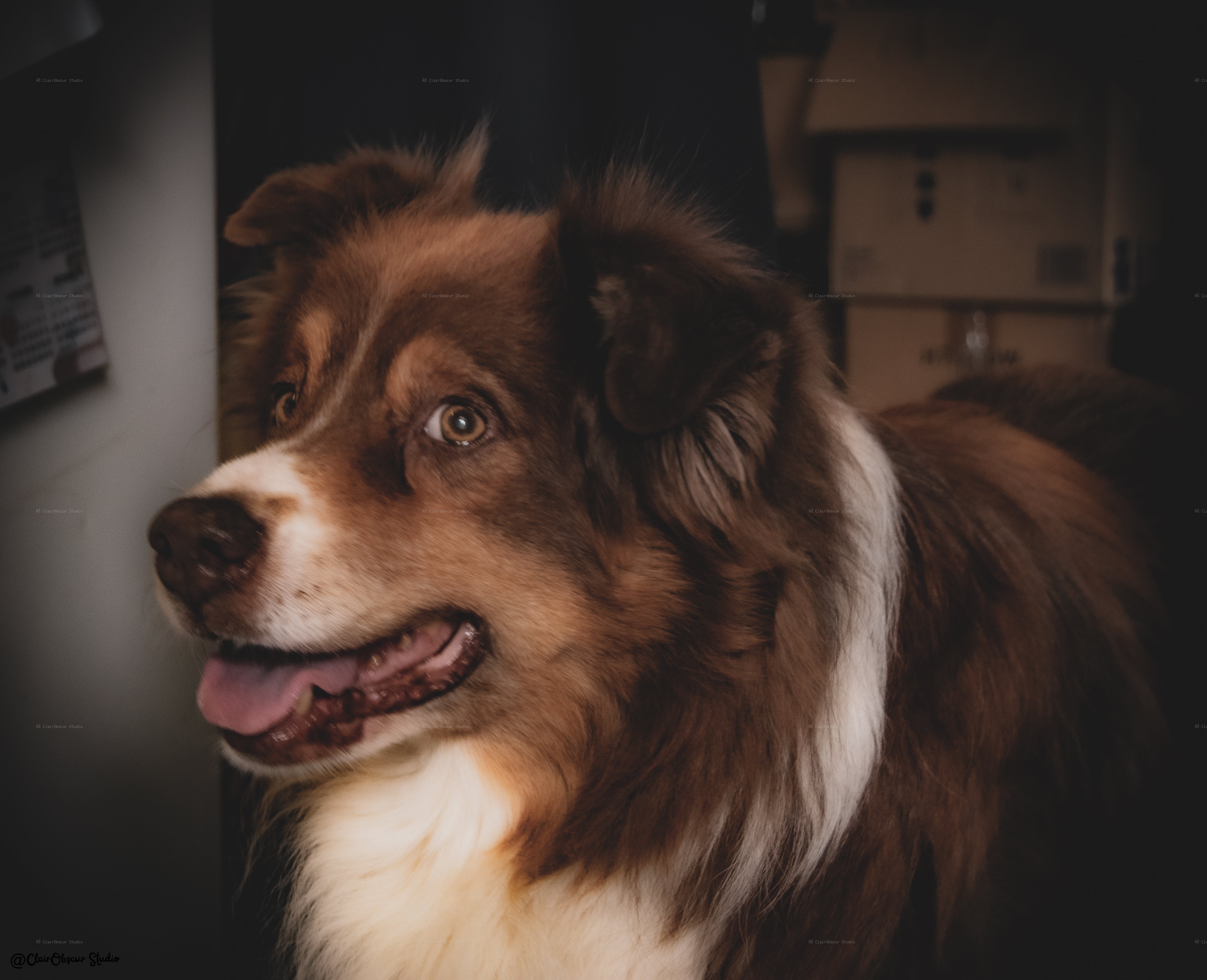 Chien berger australien