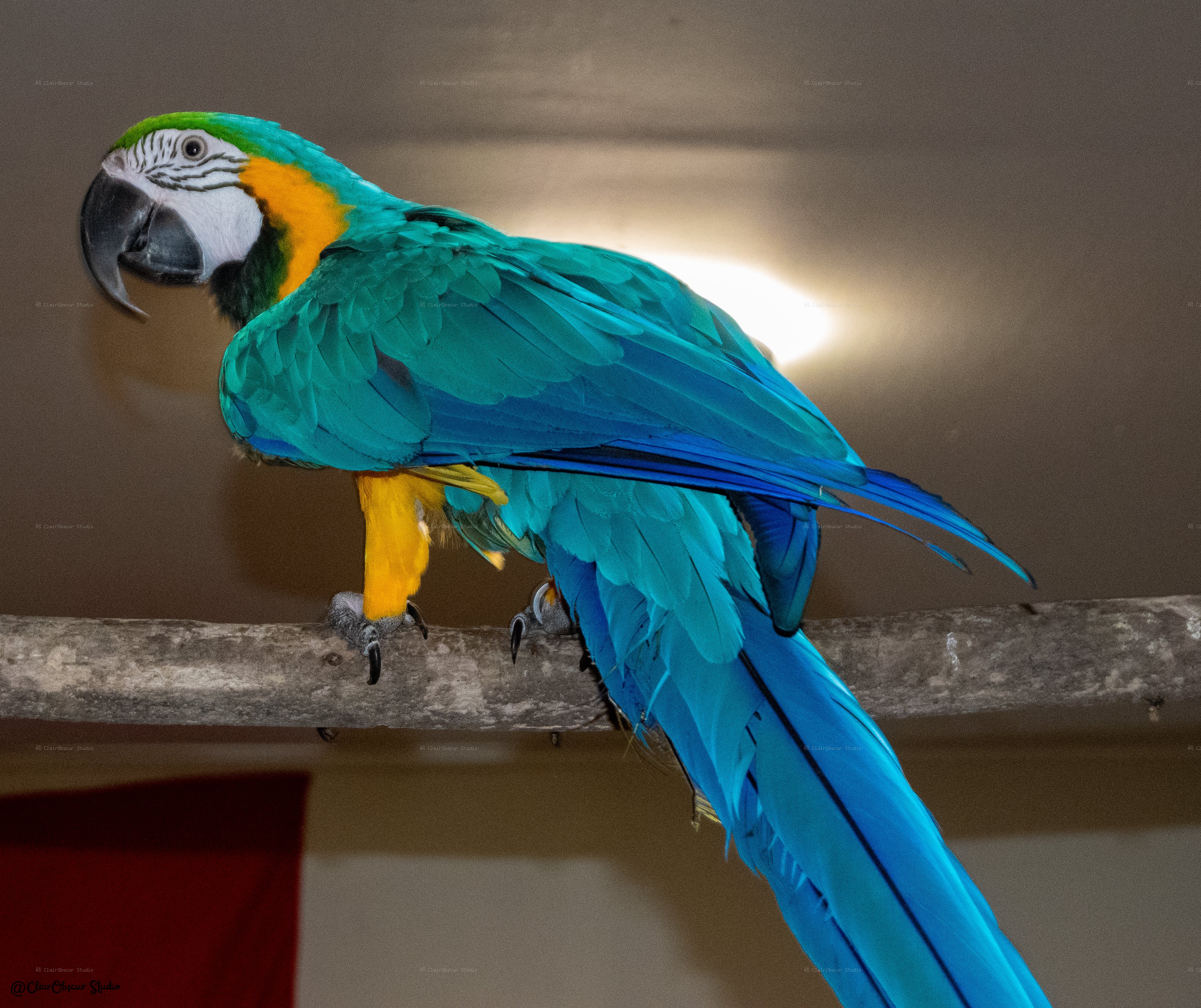 "Thao" perroquet  ararauna jaune et bleu