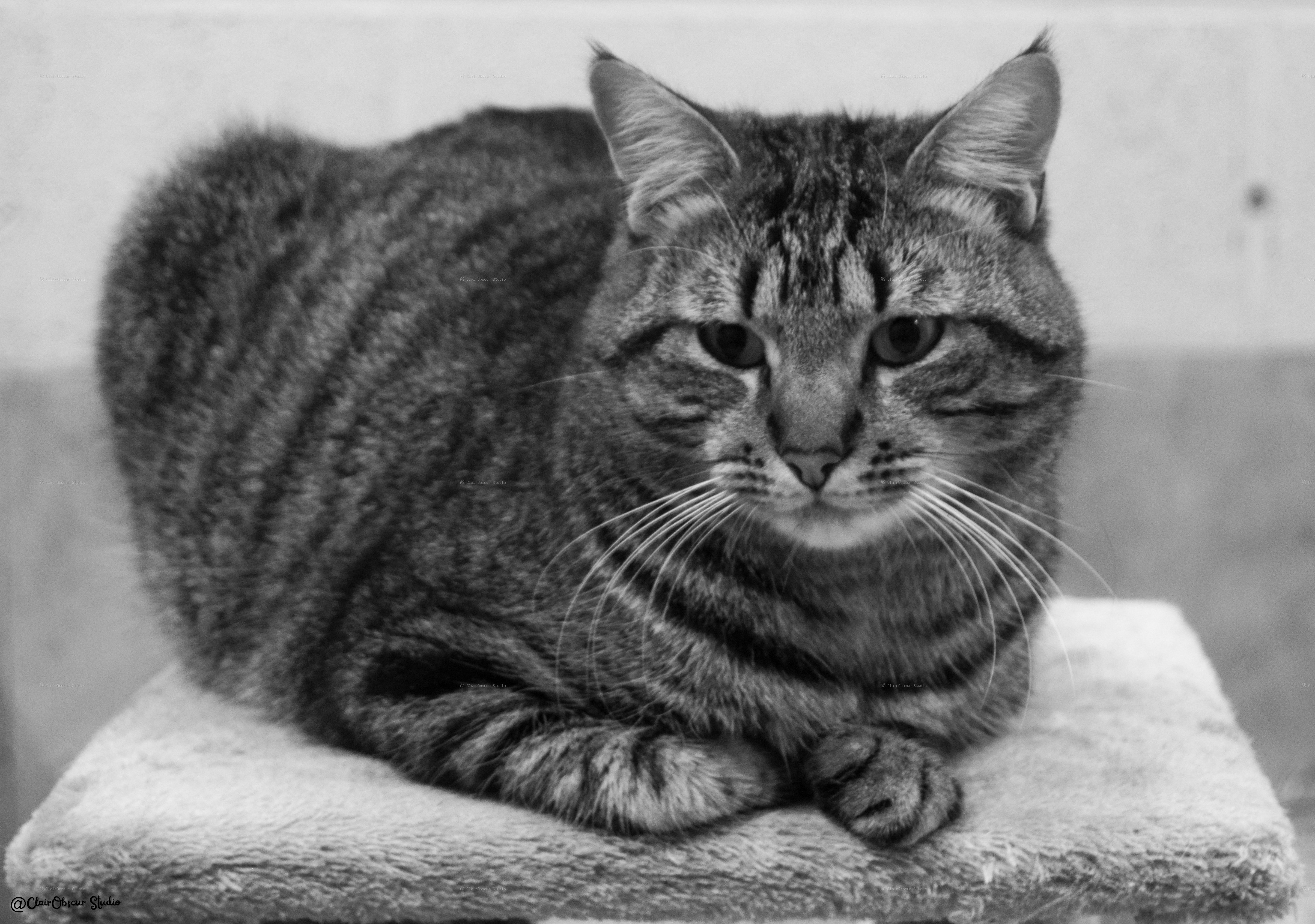 SAPAD Douai. Adoption, pension chiens & chats